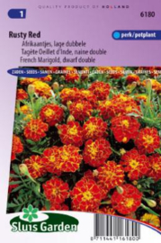 Tagetes patula nana 'Rusty Red', Lage dubbele Afrikaantjes