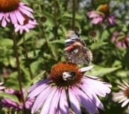 Echinacea purpurea, Zonnehoed Rudbeckia Biologisch