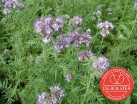 Phacelia groenbemester, Phacelia tanacetifolia Biologisch