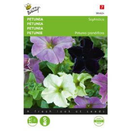 Petunia grandiflora 'Sophistica', Petunia staand