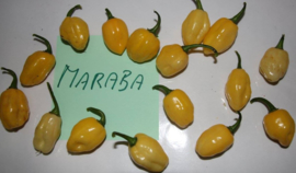 Peper 'Maraba', Capsicum chinense