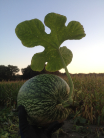 vijgenblad pompoen 'Boule de Siam', Cucurbita ficifolia