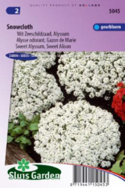 Lobularia maritimum 'Snowcloth', Alyssum schildzaad