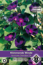 Ipomoea purpurea 'Grandpa Ott', Klimmende Winde