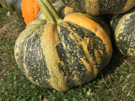 Pompoen 'Tonda Padana', Cucurbita pepo