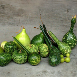 Fleskalebas Lagenaria mixture, Lagenaria siceraria