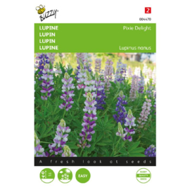 Lupinus nanus 'Pixie Delight', Lupine dwerg