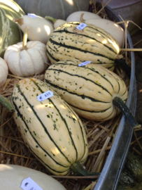 Pompoen 'Bush Delicata', Cucurbita pepo