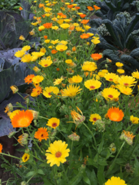 Calendula officinalis 'Simplicity', Goudsbloem