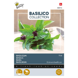 Basilicum thaise 'Siam Queen', Ocinum basilicum