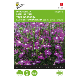 Lobelia erinus pendula 'Sapphire', Hanglobelia