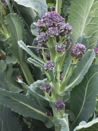 Broccoli roosjes sprouting 'Summer Purple', Brassica oleracea var. cymosa