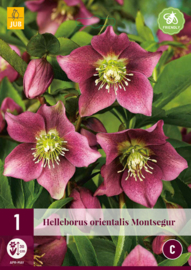 Helleborus orientalis ' Montsegur' - Nieskruid