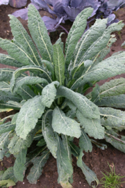 Palmkool 'Nero di Toscana', Brassica oleracea L. convar. acephala Biologisch