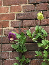 Cobaea scandens, Klokwinde