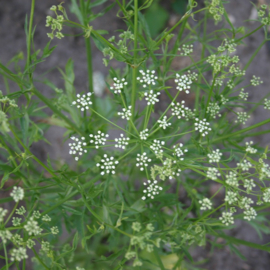 Anijs, Pimpinella anisum Biologisch