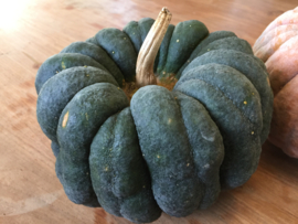 Pompoen 'Futtsu Black Early', Cucurbita moschata