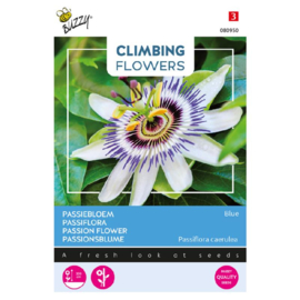 Passiflora caerulea, Passibloem winterhard