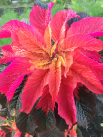 Amaranthus gangeticus 'Garden Select', Bladamarant driekleur