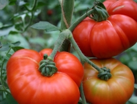 Tomaat 'Marmande', Solanum lycopersicum L. Biologisch