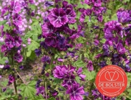 Malva sylvestris var. mauritanica, Groot Kaasjeskruid Biologisch