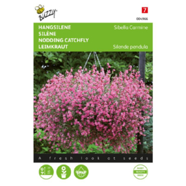 Silene pendula 'Sibella Carmine', Silene Sibella