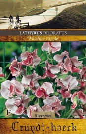 Lathyrus odoratus 'Wiltshire Ripple', Siererwt (voorlopig niet leverbaar)