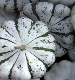 Patisson 'Panache', Cucurbita pepo