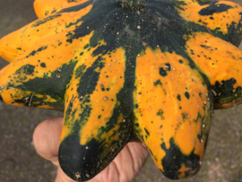 Patisson 'Glow F1', Cucurbita pepo