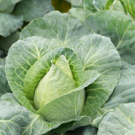 Spitskool 'Caraflex F1', Brassica oloeracea var. alba Biologisch