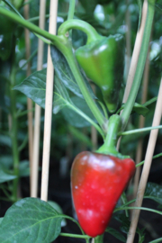 Peper 'Kampanaki', Capsicum annuum