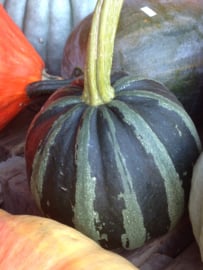 Pompoen Tonda Padana 'Sacred Indian Rattle', Cucurbita pepo