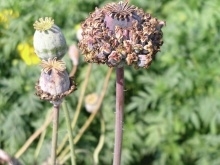 Papaver somniferum 'Hen and Chickens', Papaver Slaapbol