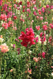 Antirrhinum majus, Leeuwenbek Biologisch