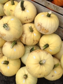 pompoen halloween 'Owl's Eye', Cucurbita pepo Biologisch