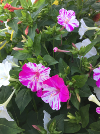 Mirabilis jalapa 'Marbles Mix', Nachtschone