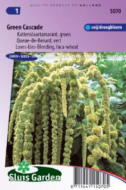 Amaranthus caudatus 'Green Cascade', Kattenstaart