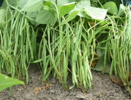 Stamslaboon sperzieboon haricot vert 'Faraday', Phaseolus vulgaris Biologisch