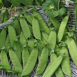 Rijspeul 'Hendriks', Pisum sativum Biologisch