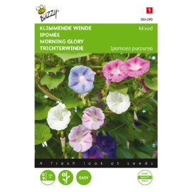 Ipomoea purpurea 'Mixed', Klimmende Winde