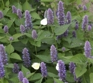 Agastache foeniculum, Dropplant Biologisch