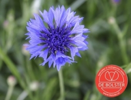 Centaurea cyanus, Korenbloem Biologisch