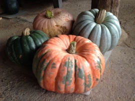 Pompoen 'Turkischer Bergkurbis', Cucurbita maxima