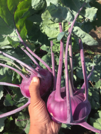 Koolrabi 'Delikatess Blauwe', Brassica oleracea var. gongylodes Biologisch