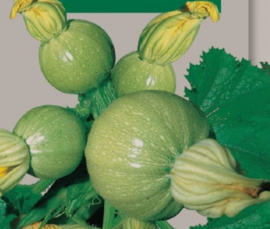 Courgette ronde 'Tonda Chiaro Di Nizza', Cucurbita pepo