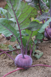 Koolrabi 'Delikatess Blauwe', Brassica oleracea var. gongylodes Biologisch