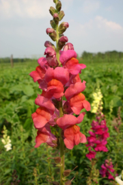 Antirrhinum majus, Leeuwenbek Biologisch