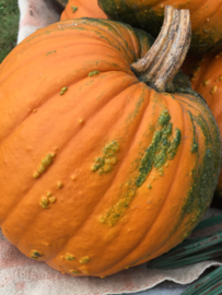 Pompoen halloween 'Warthy Goblin F1', Cucurbita pepo