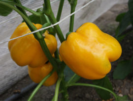 Paprika gele blokpaprika 'Elsa F1', Capsicum annuum Biologisch