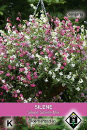 Silene pendula 'Sibelle Mix', Silene Sibella